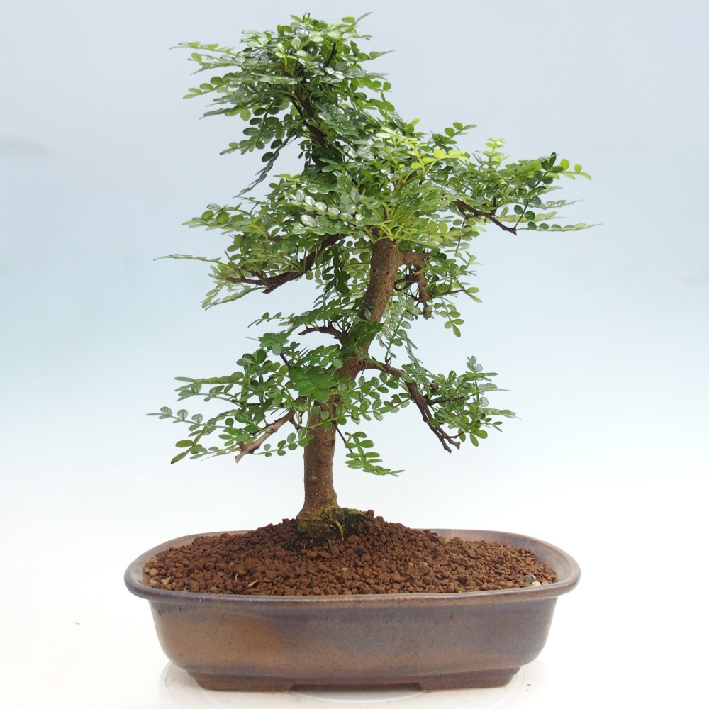 Szobai bonsai - Zantoxylum piperitum - borsfa