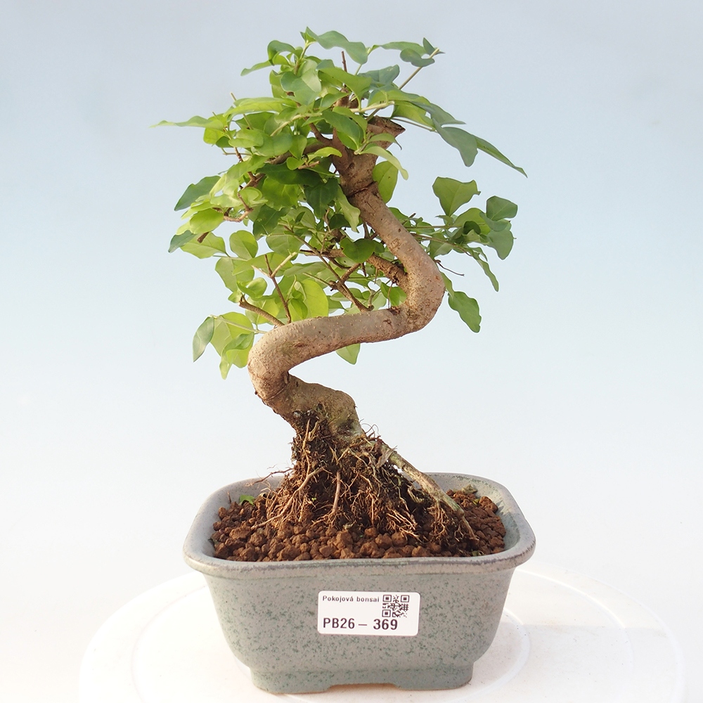 Szobai bonsai -Ligustrum chinensis - Madárcsőr
