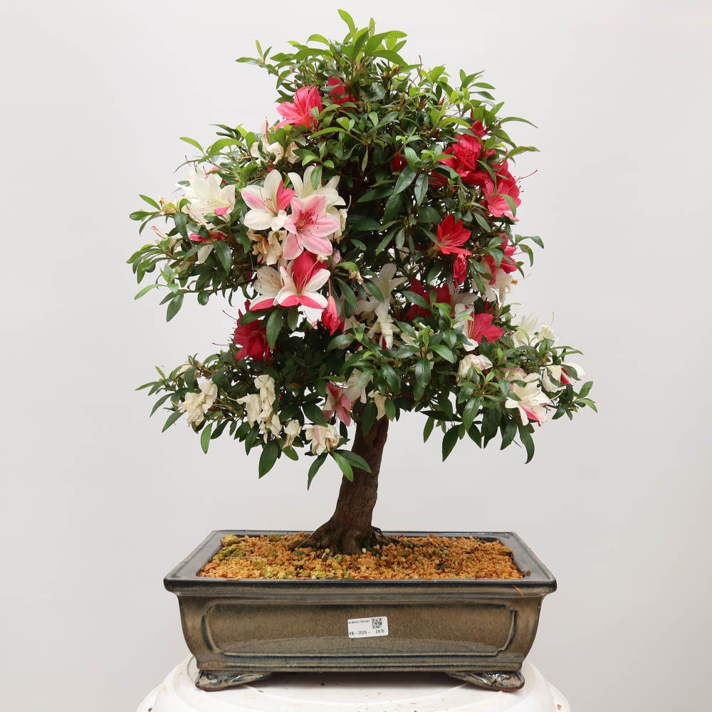 Kültéri bonsai - Japán azálea - Azalea satsuki
