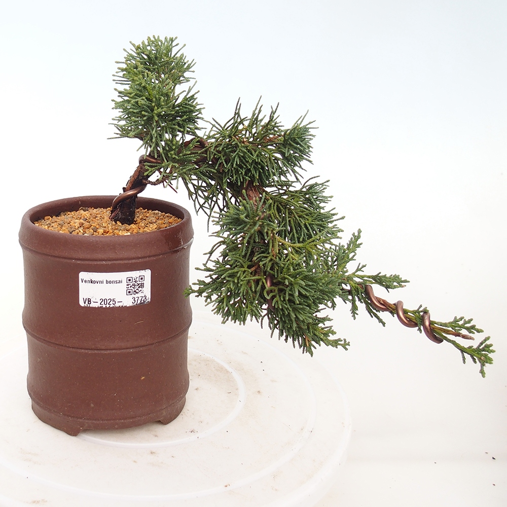 Kültéri bonsai - Juniperus chinensis Kishu