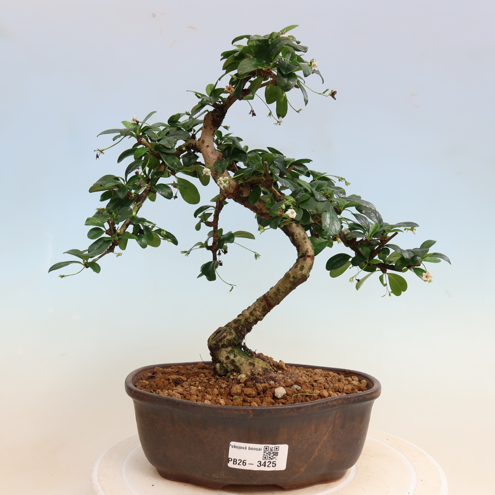 Szobai bonsai - Carmona macrophylla - Tea fuki