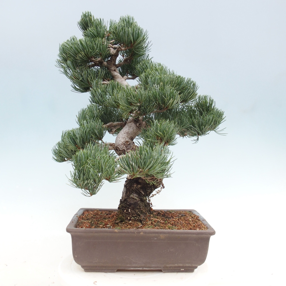 Kültéri bonsai - Pinus parviflora - Pinus parviflora