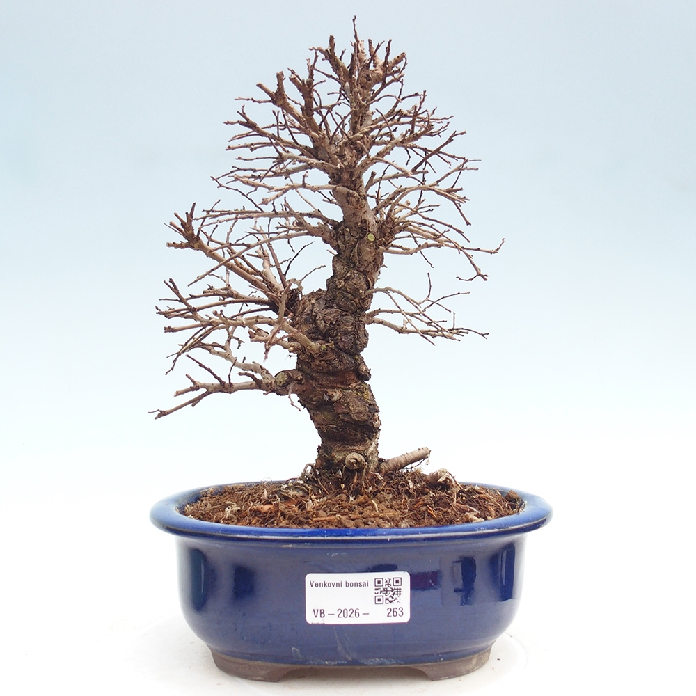 Kültéri bonsai - Zelkova - Zelkova NIRE