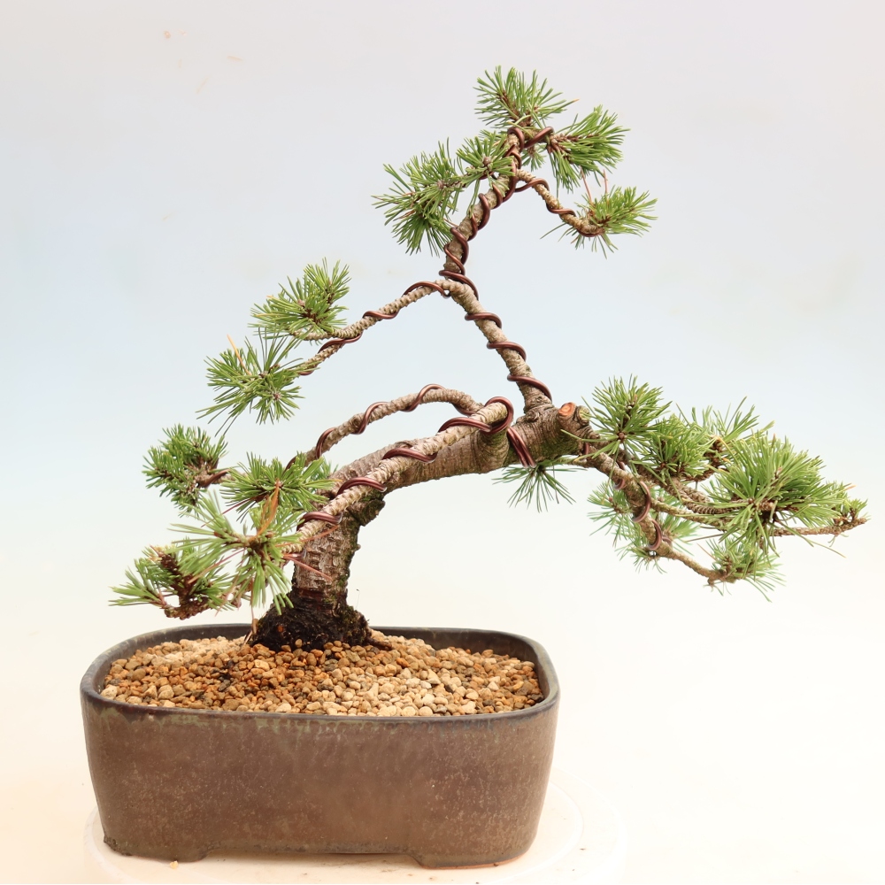 Kültéri bonsai – Pinus mugo Humpy – Törpefenyő