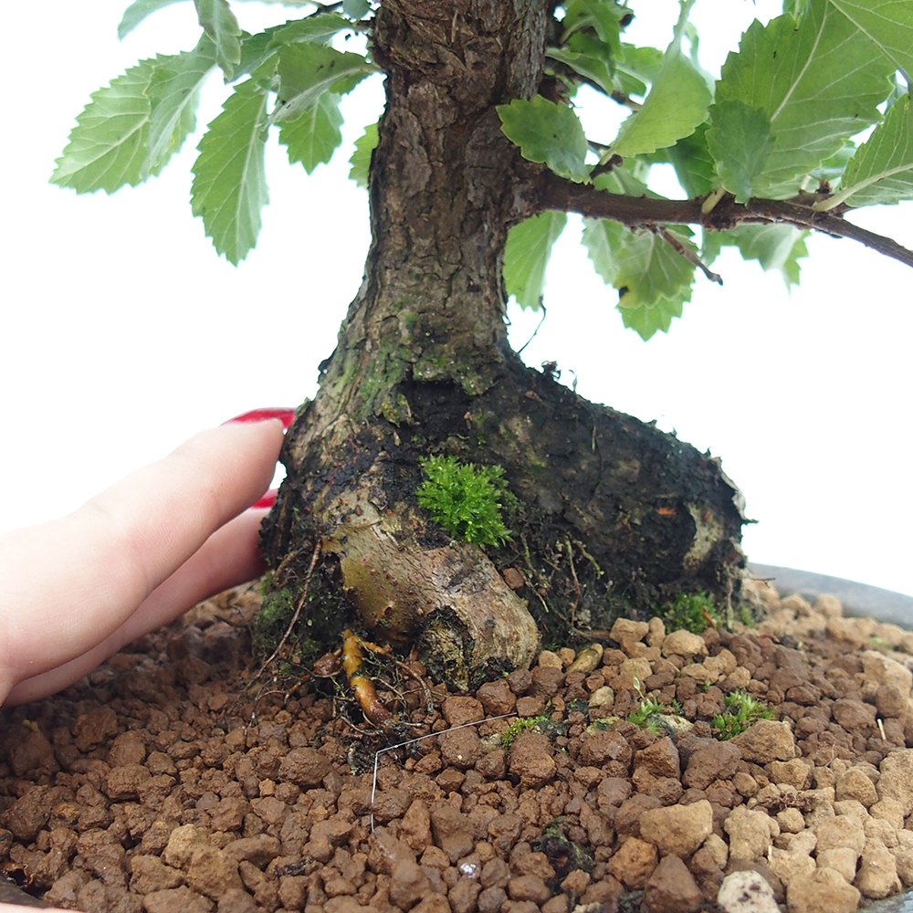 Kültéri bonsai - Zelkova - Zelkova NIRE