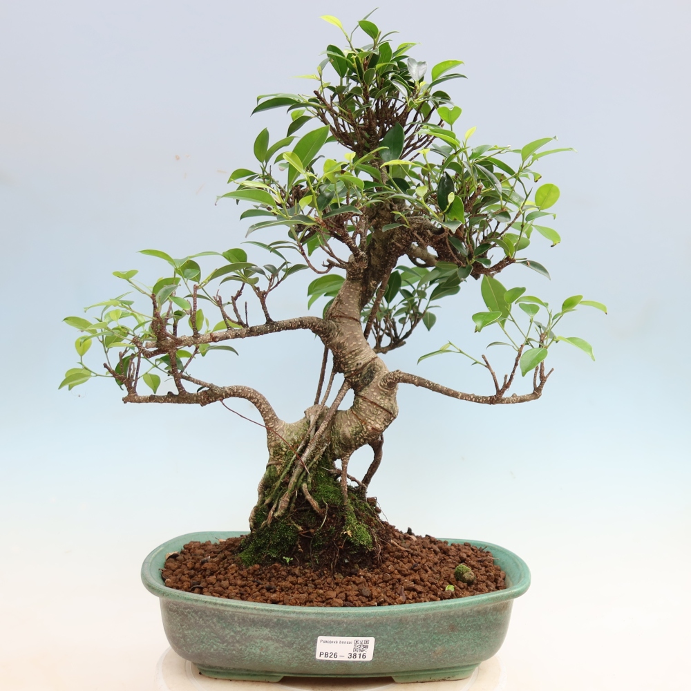 Szobai bonsai - Ficus kimmen - kislevelű fikusz