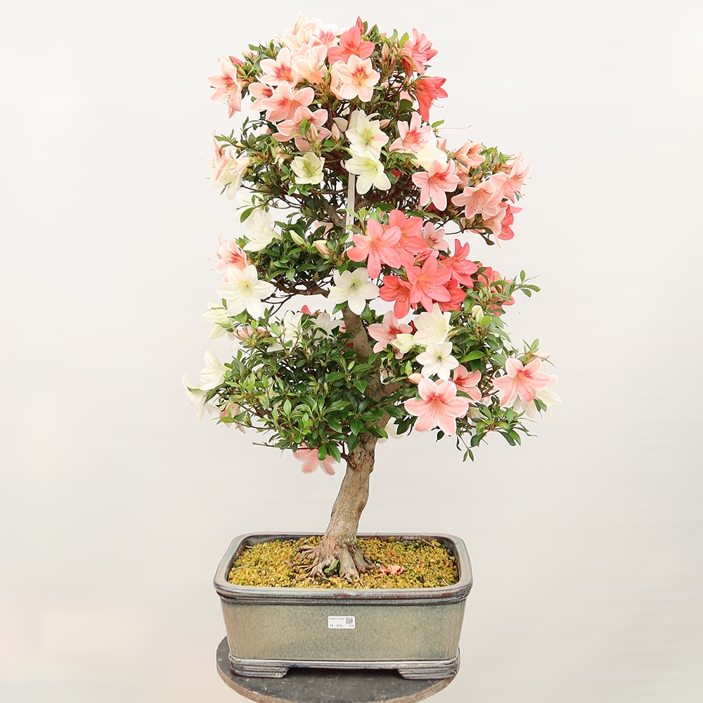 Kültéri bonsai - Japán azálea - Azalea Saishun