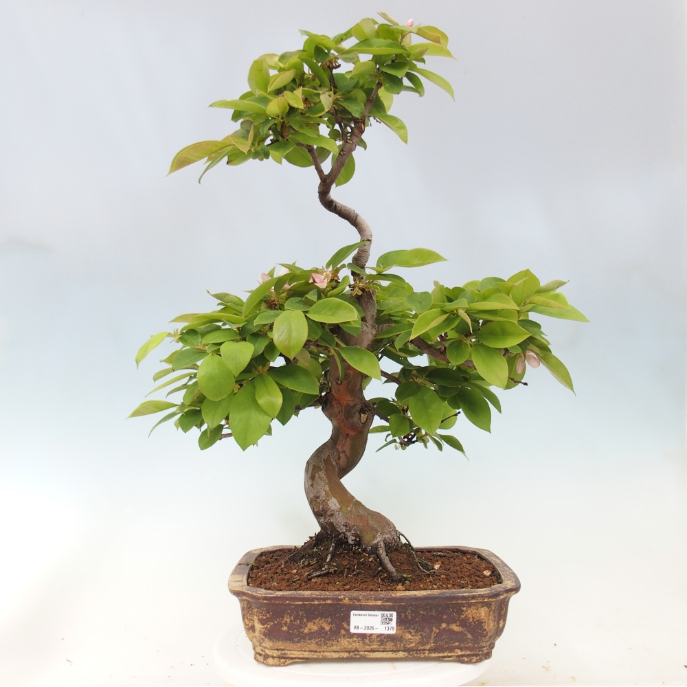 Kültéri bonsai - Pseudocydonia sinensis - kínai birs