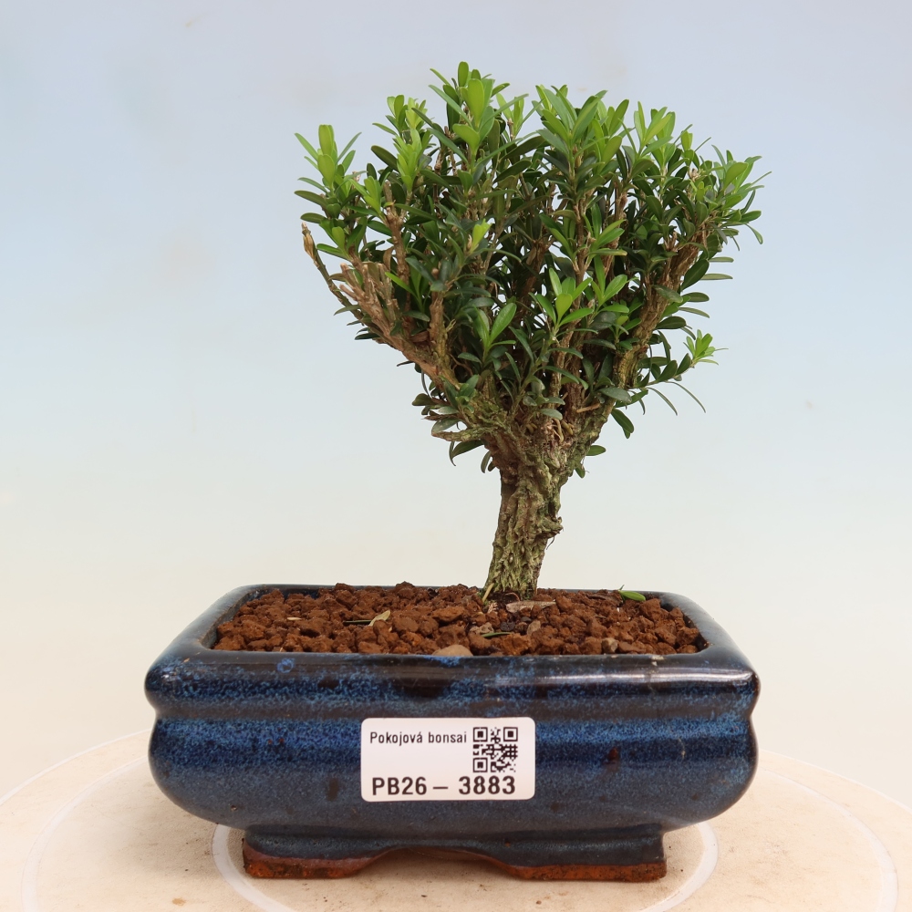 Szobai bonsai - Buxus harlandii - parafa buxus