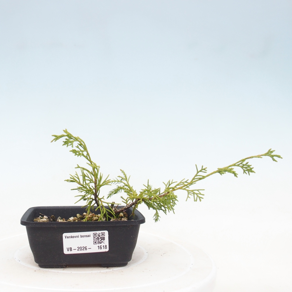 Kültéri bonsai - Juniperus chinensis Itoigawa