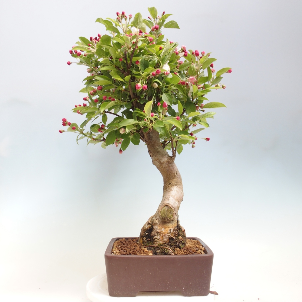 Kültéri bonsai -Malus halliana - Kis gyümölcsű almafa