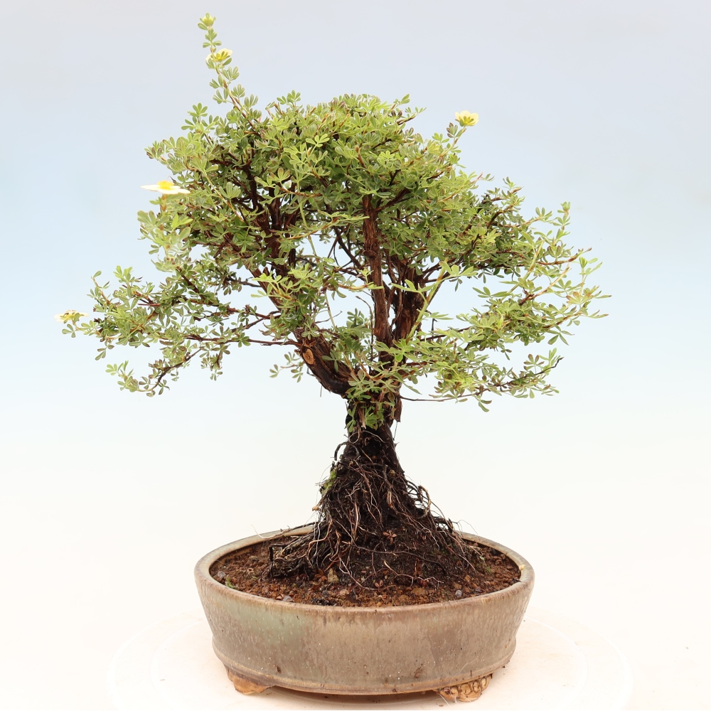 Kültéri bonsai - Potentila fruticosa
