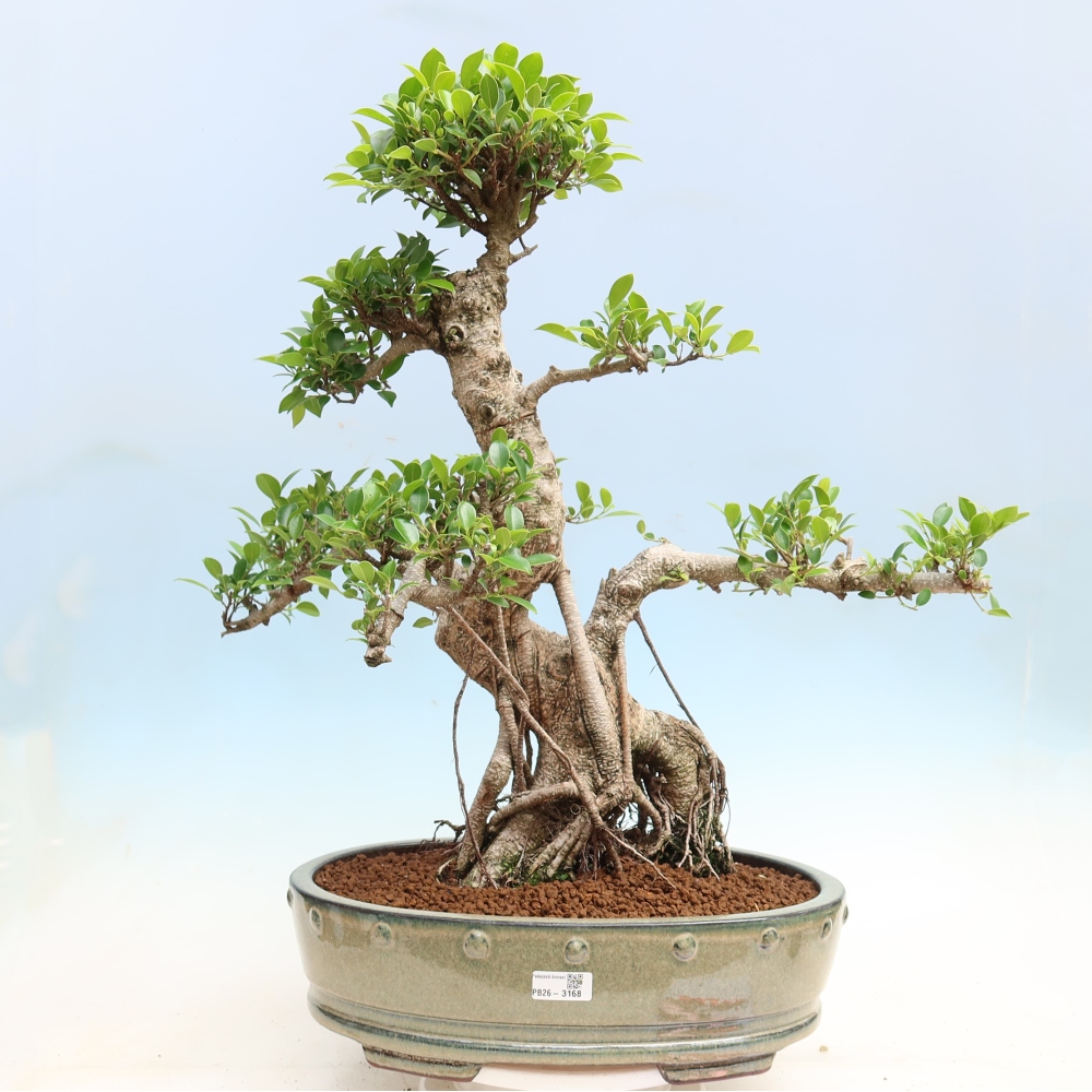 Szobai bonsai - Ficus kimmen - kislevelű fikusz