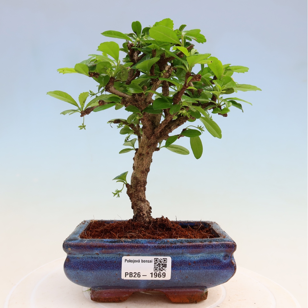 Szobai bonsai - Carmona macrophylla - Tea fuki