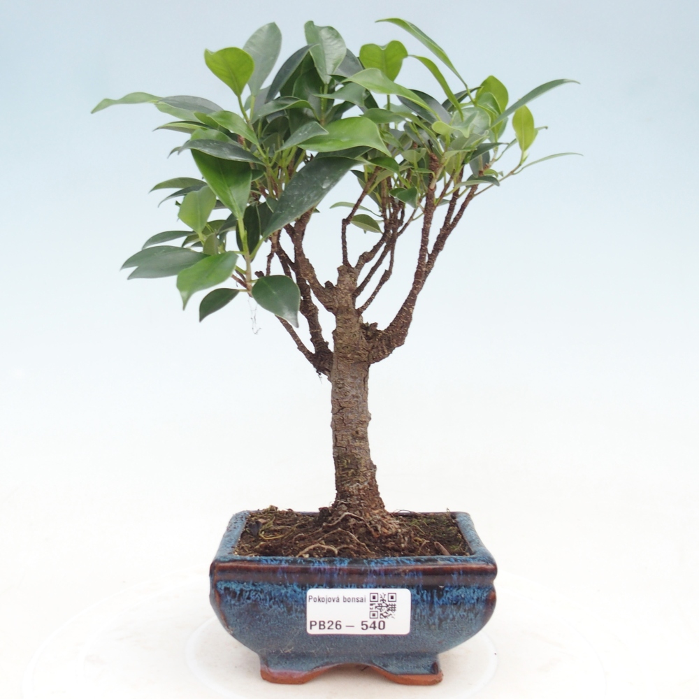 Szoba bonsai Ficus retusa kimmen