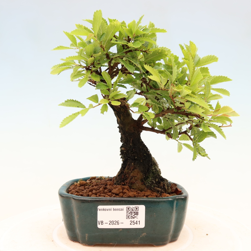 Kültéri bonsai - Zelkova - Zelkova NIRE