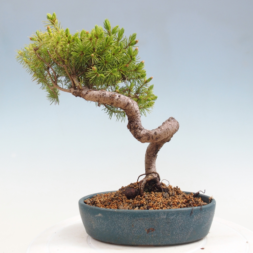 Kültéri bonsai - lucfenyő - Picea glauca globe