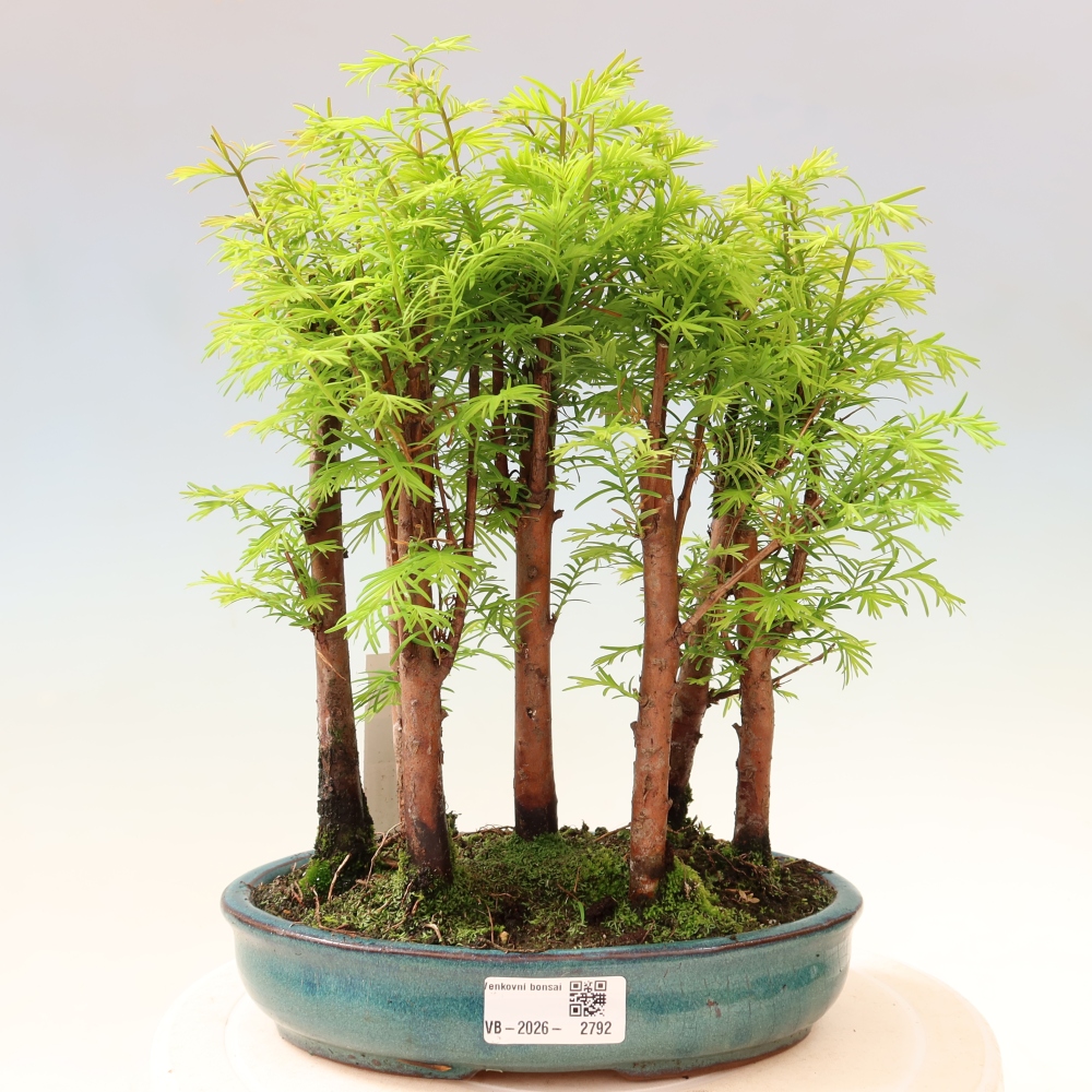 Kültéri bonsai – Metasequoia glyptostroboides – kínai metasequoia – kis erdő
