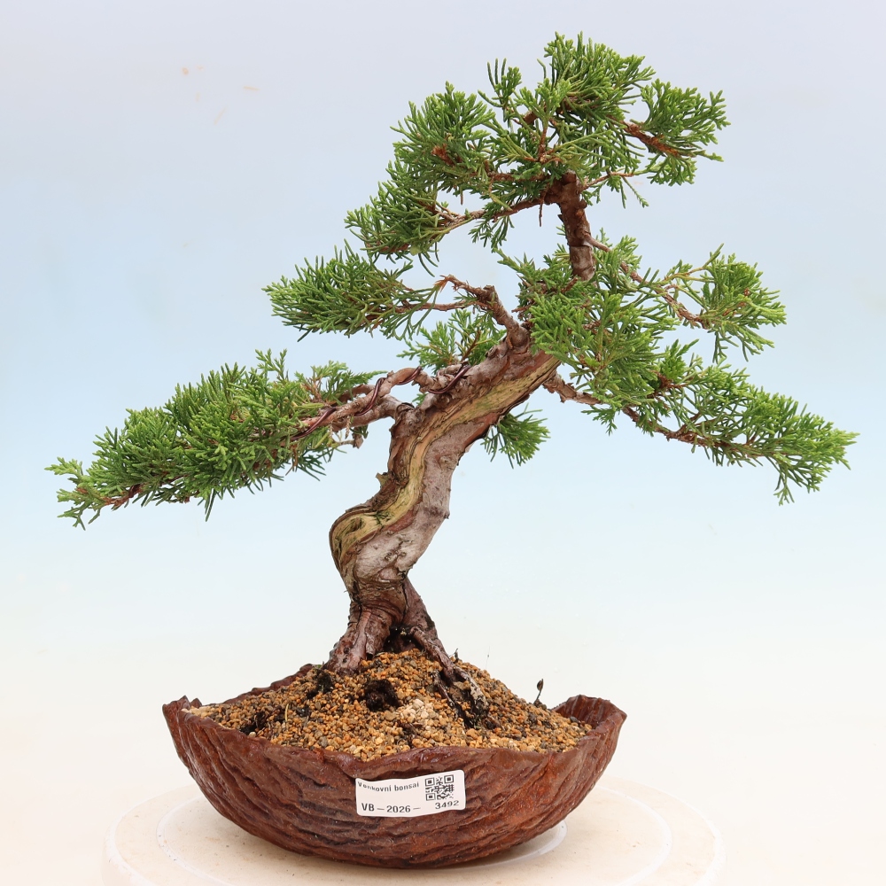 Kültéri bonsai - Juniperus chinensis Itoigawa-Juniperus chinensis