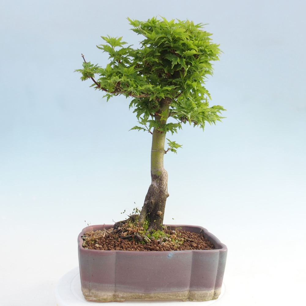 Kültéri bonsai -Javor pálma Acer palmatum Shishigashira