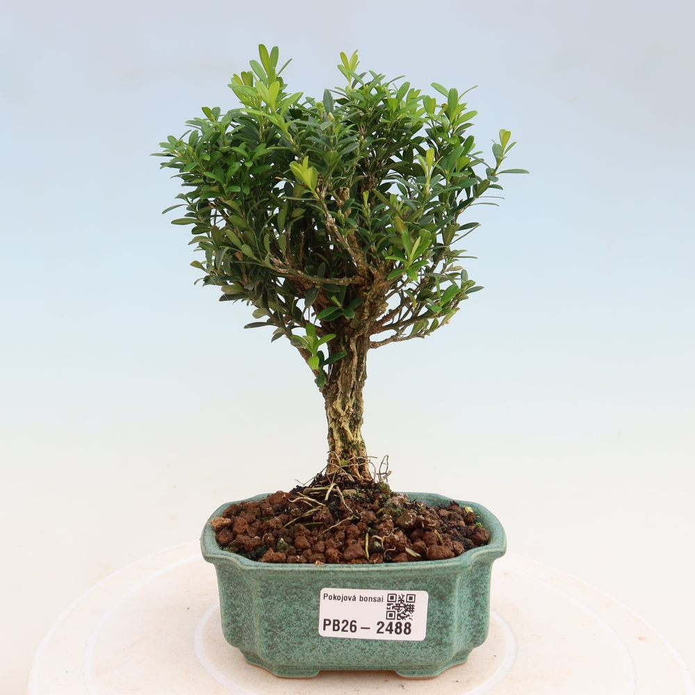 Szobai bonsai - Buxus harlandii - parafa buxus