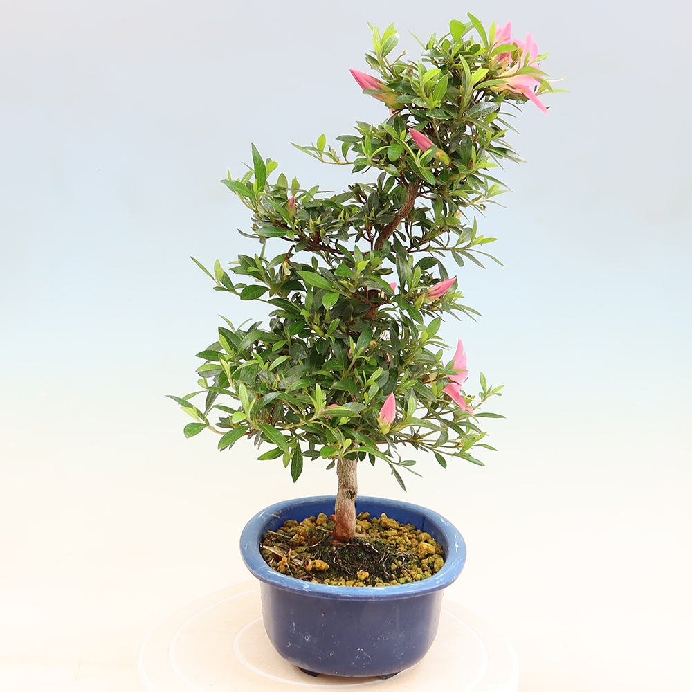 Kültéri bonsai - Japán azálea - Azalea Nasuno