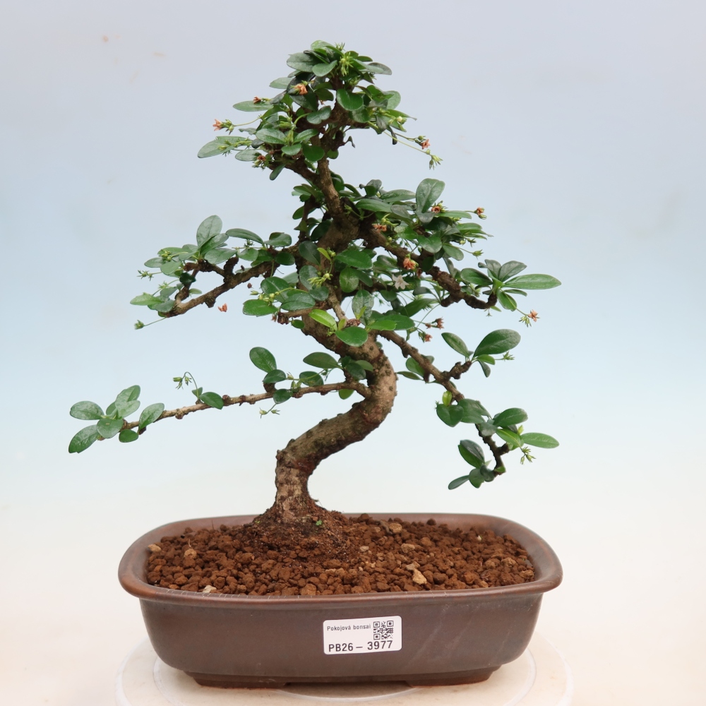 Szobai bonsai - Carmona macrophylla - Tea fuki