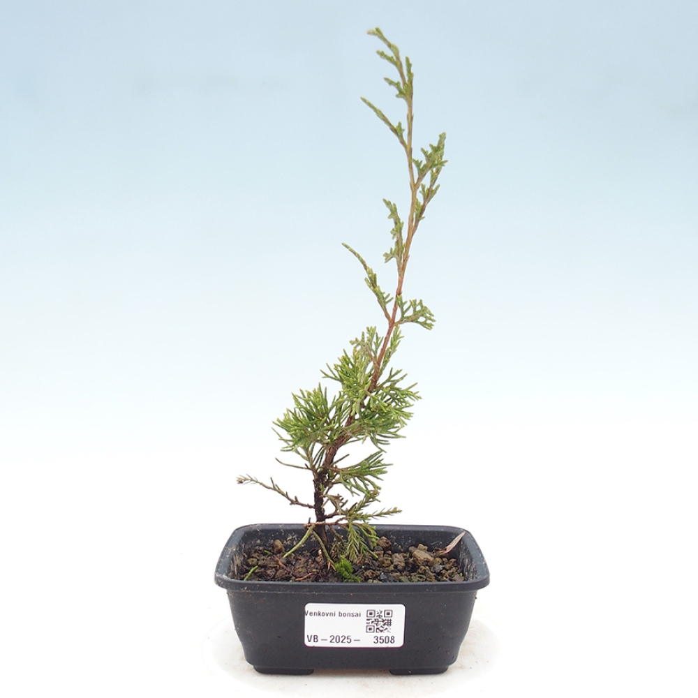 Kültéri bonsai - Juniperus chinensis Itoigawa
