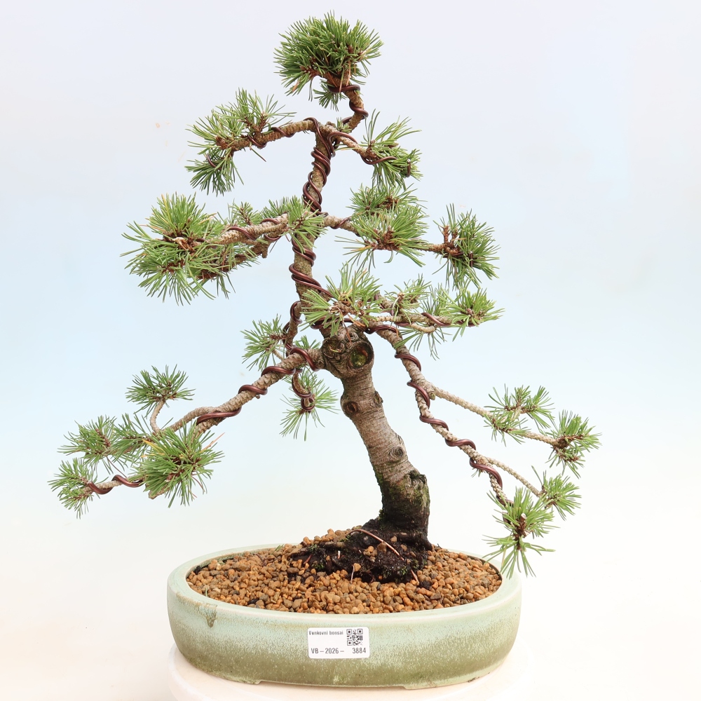 Kültéri bonsai – Pinus mugo Humpy – Törpefenyő