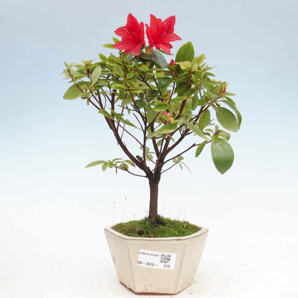 Kültéri bonsai - japán azálea - Azalea sp.