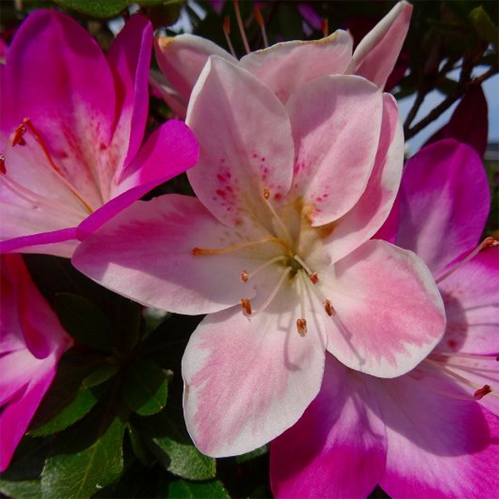 Kültéri bonsai - Japán azálea - Azalea MURASAKI