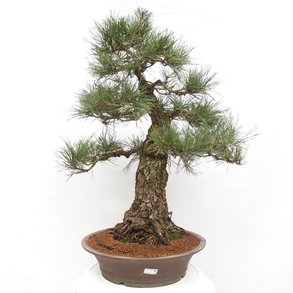 Kültéri bonsai - Pinus thunbergii - Thunberg fenyő