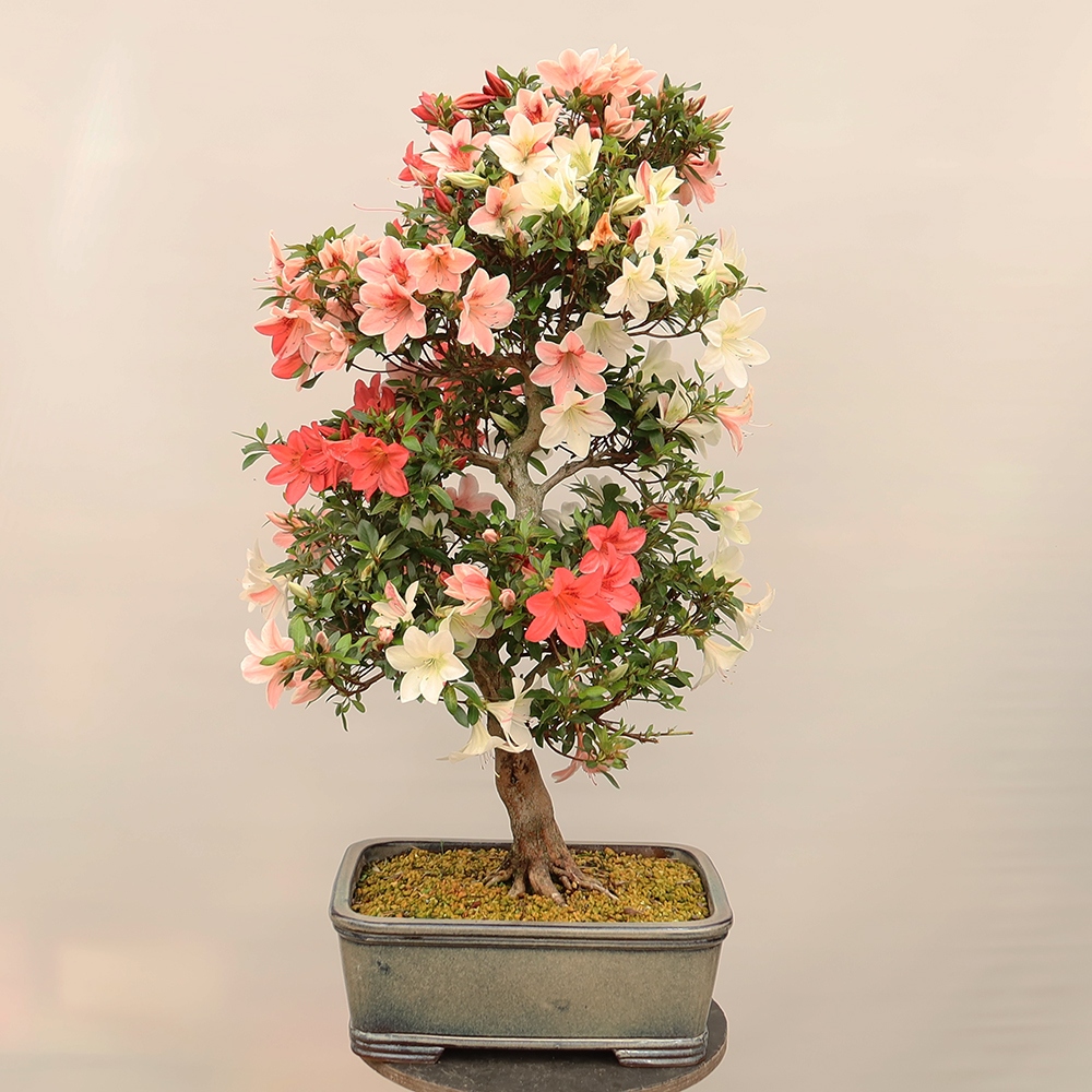 Kültéri bonsai - Japán azálea - Azalea Saishun