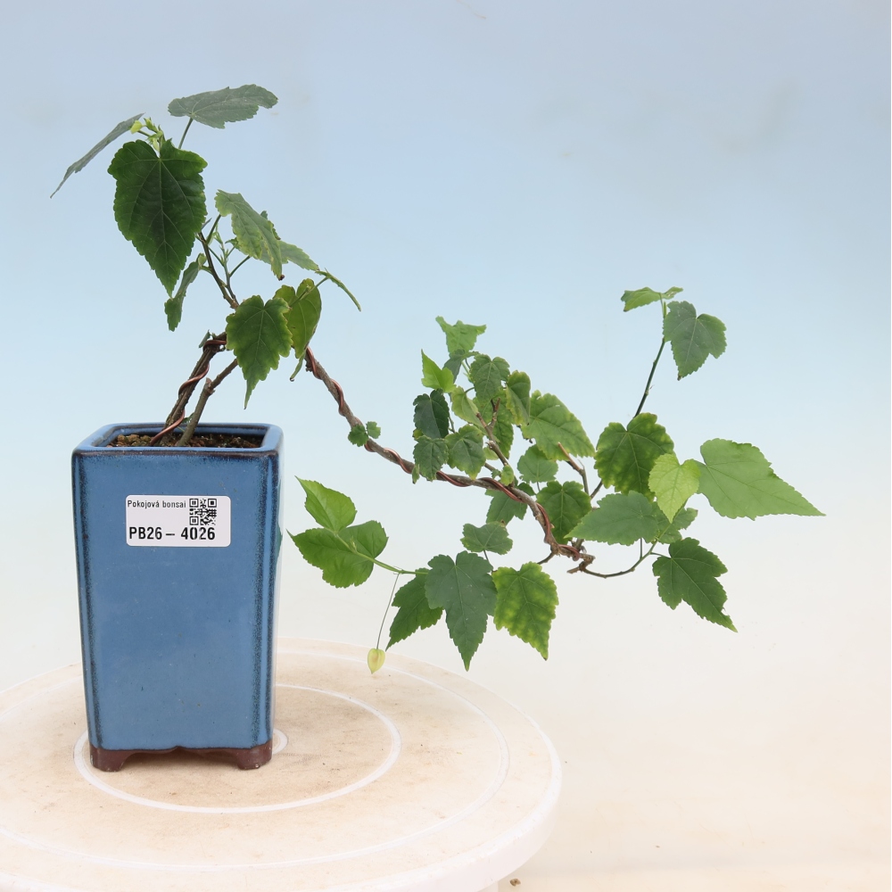 Beltéri bonsai - Abutilon Big Bell - Felhőbogyó