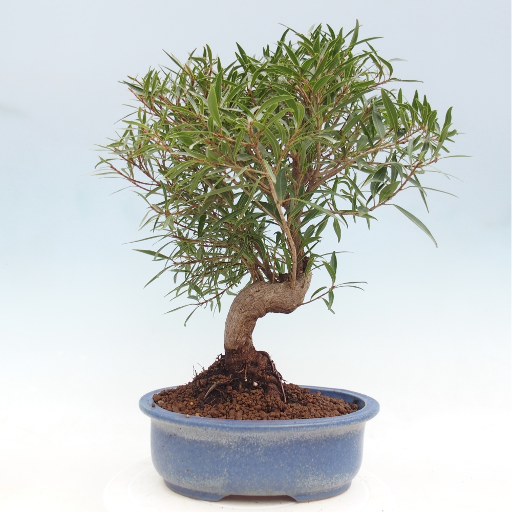 Szobai bonsai - Ficus nerifolia - kislevelű fikusz