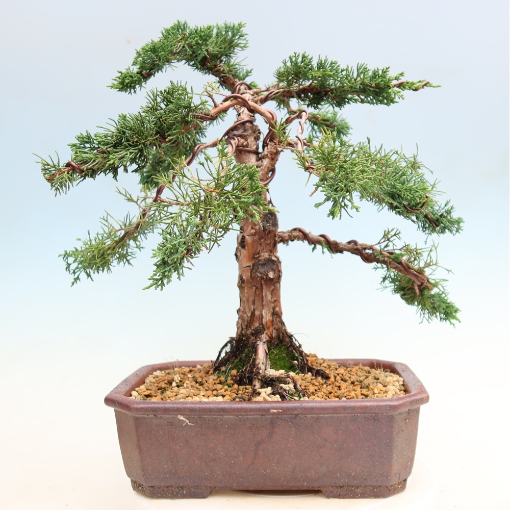 Kültéri bonsai - Juniperus chinensis Kishu