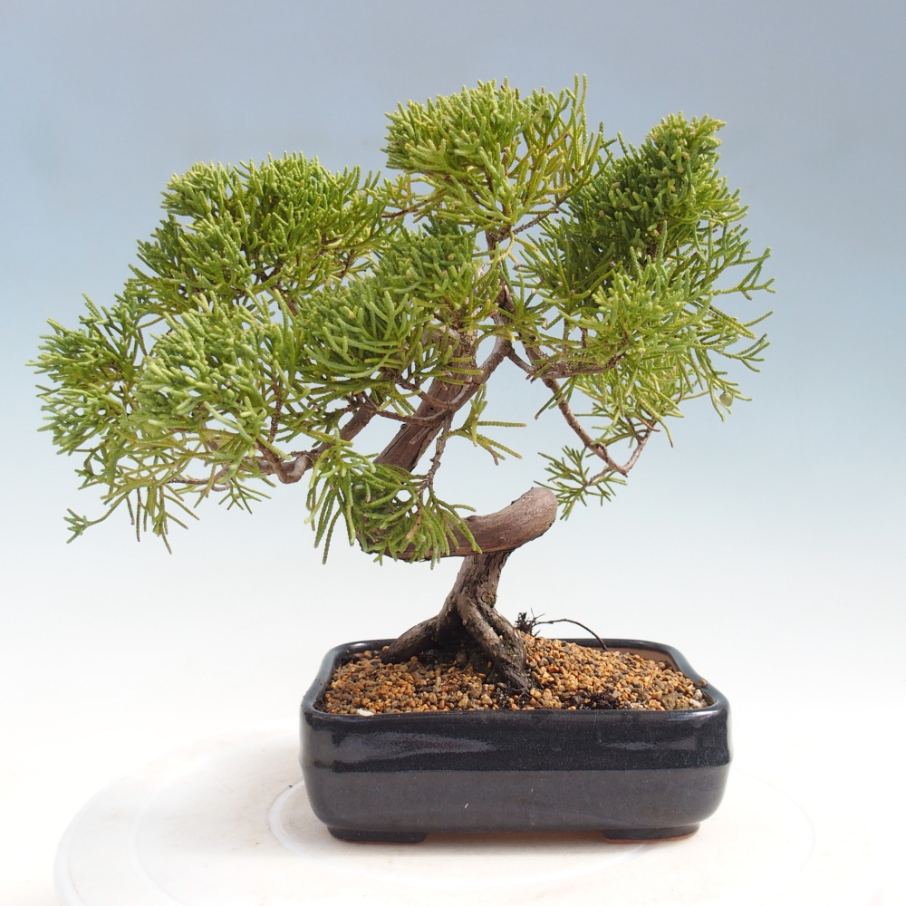 Kültéri bonsai - Juniperus chinensis Kishu