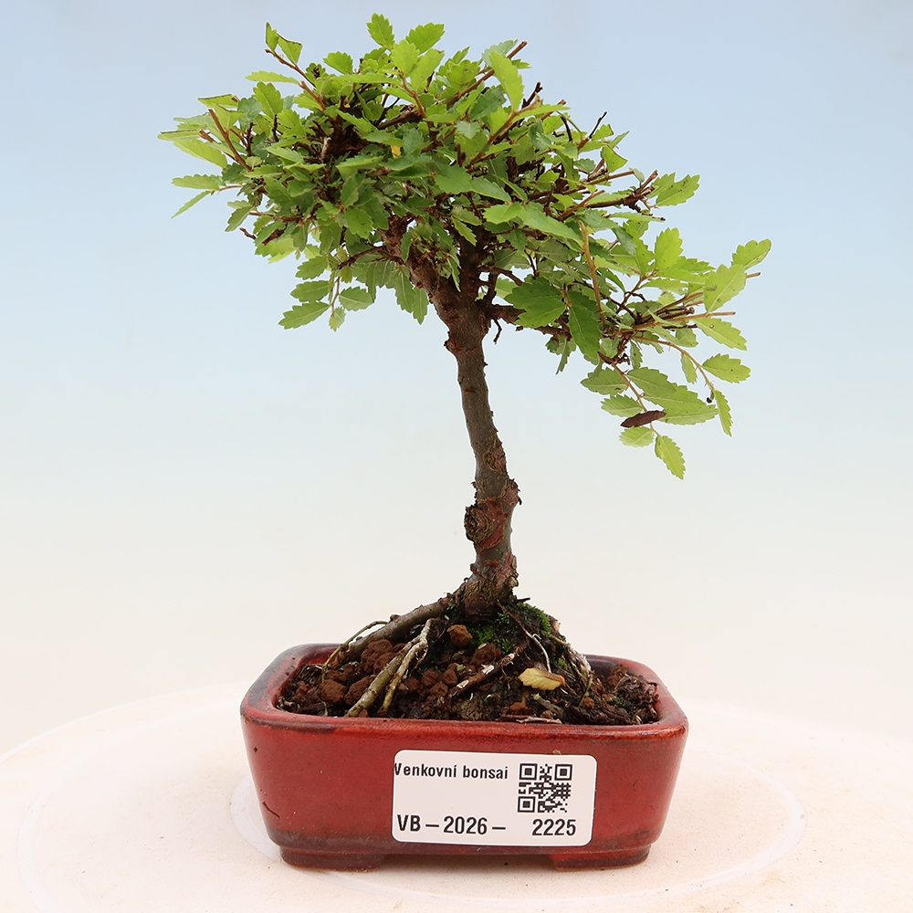 Kültéri bonsai - Ulmus parvifolia Sagei - Kislevelű szilfa