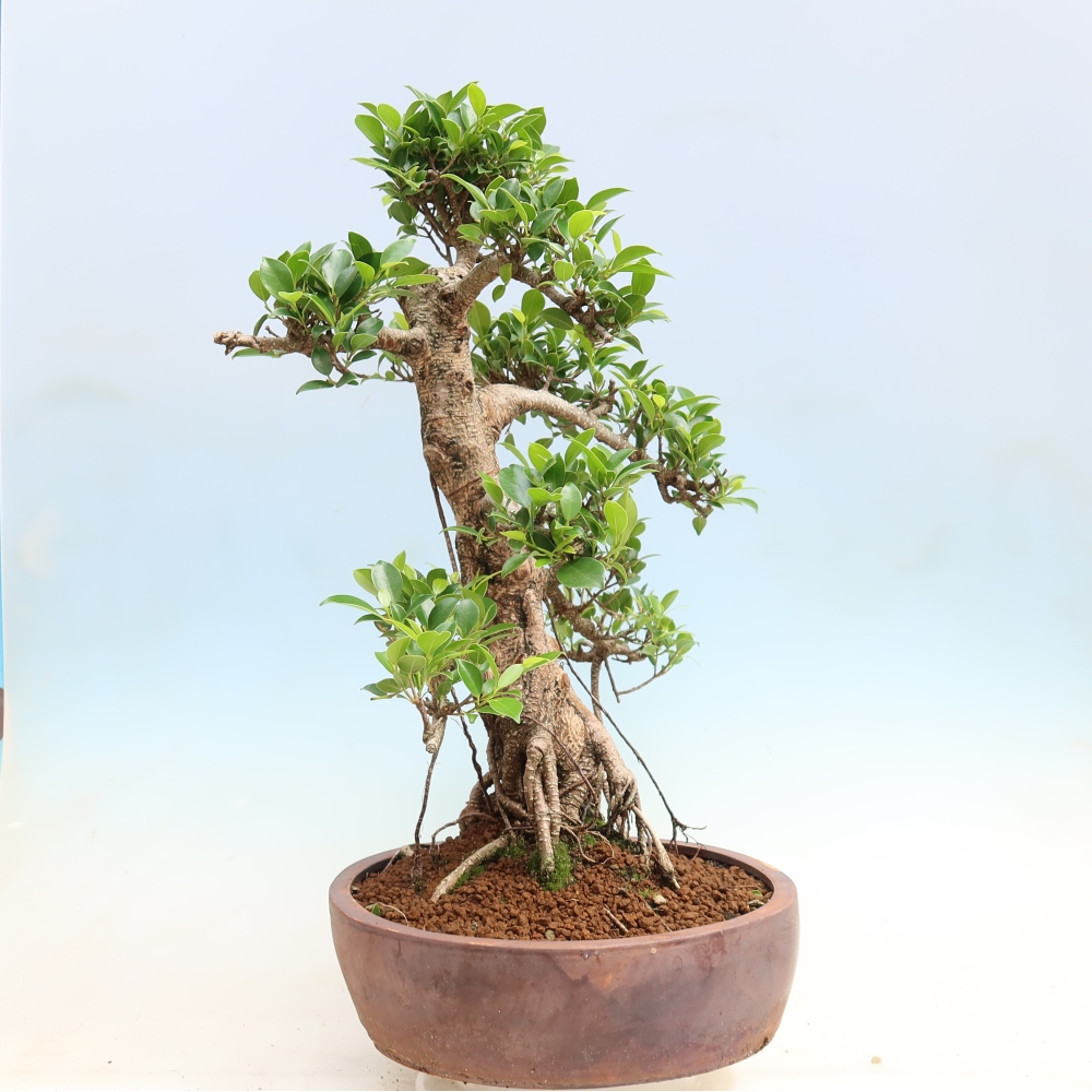 Szobai bonsai - Ficus kimmen - kislevelű fikusz