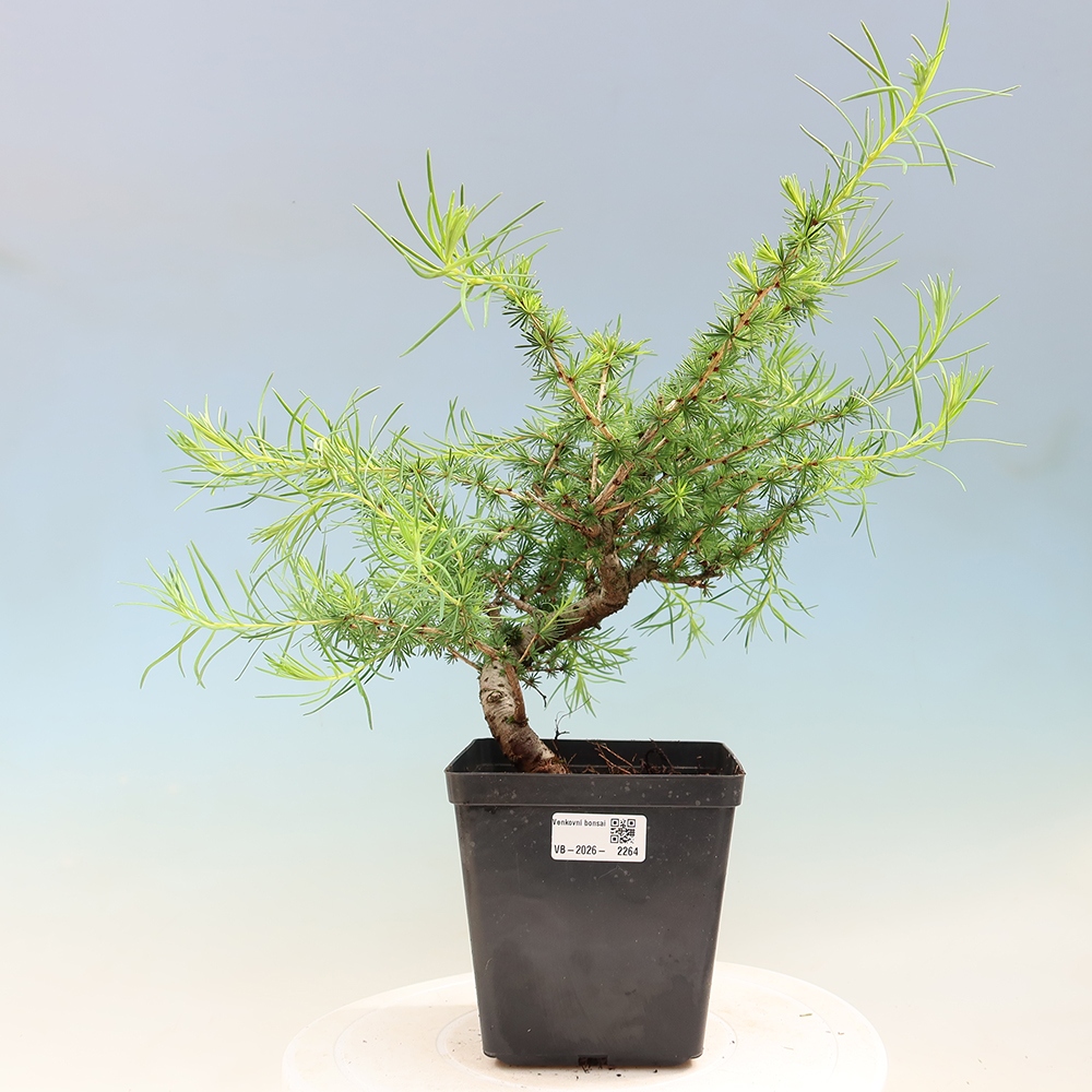 Kültéri bonsai - Larix decidua - vörösfenyő