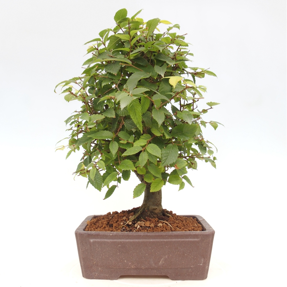 Kültéri bonsai - Zelkova - Zelkova NIRE