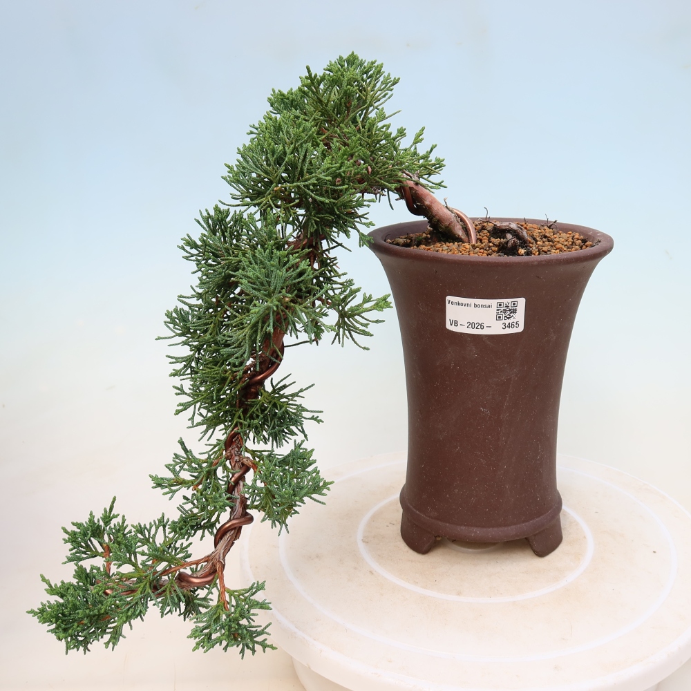 Kültéri bonsai - Juniperus chinensis Kishu