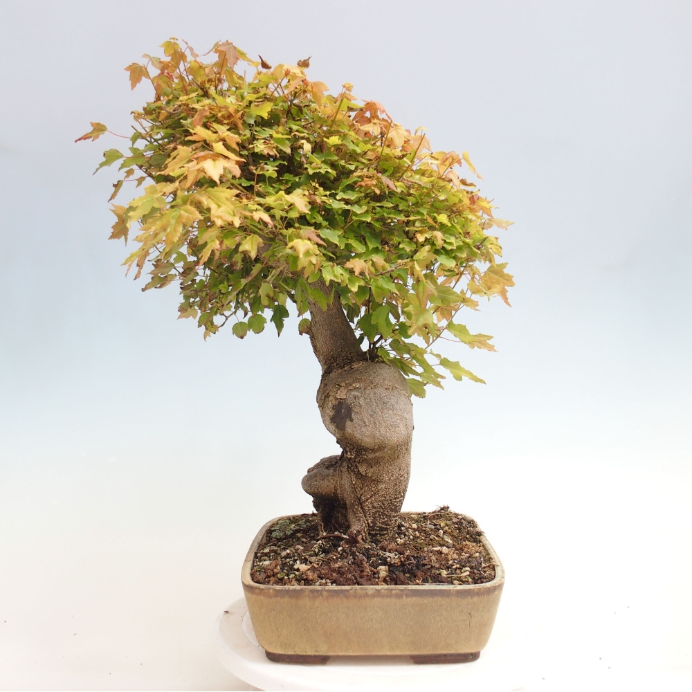 Kültéri bonsai - Acer Buergerianum - Burger juhar