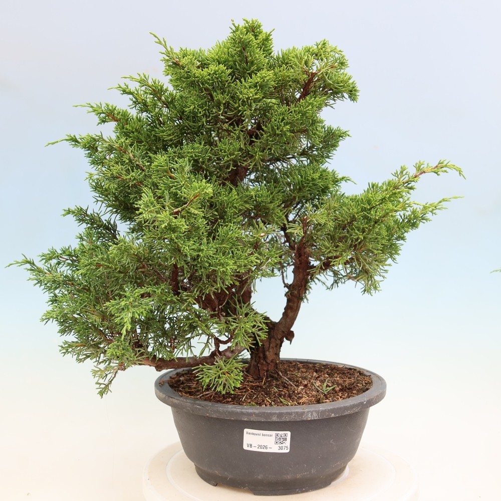 Kültéri bonsai - Juniperus chinensis Itoigawa-Juniperus chinensis