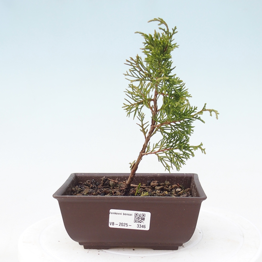 Kültéri bonsai - Juniperus chinensis Itoigawa
