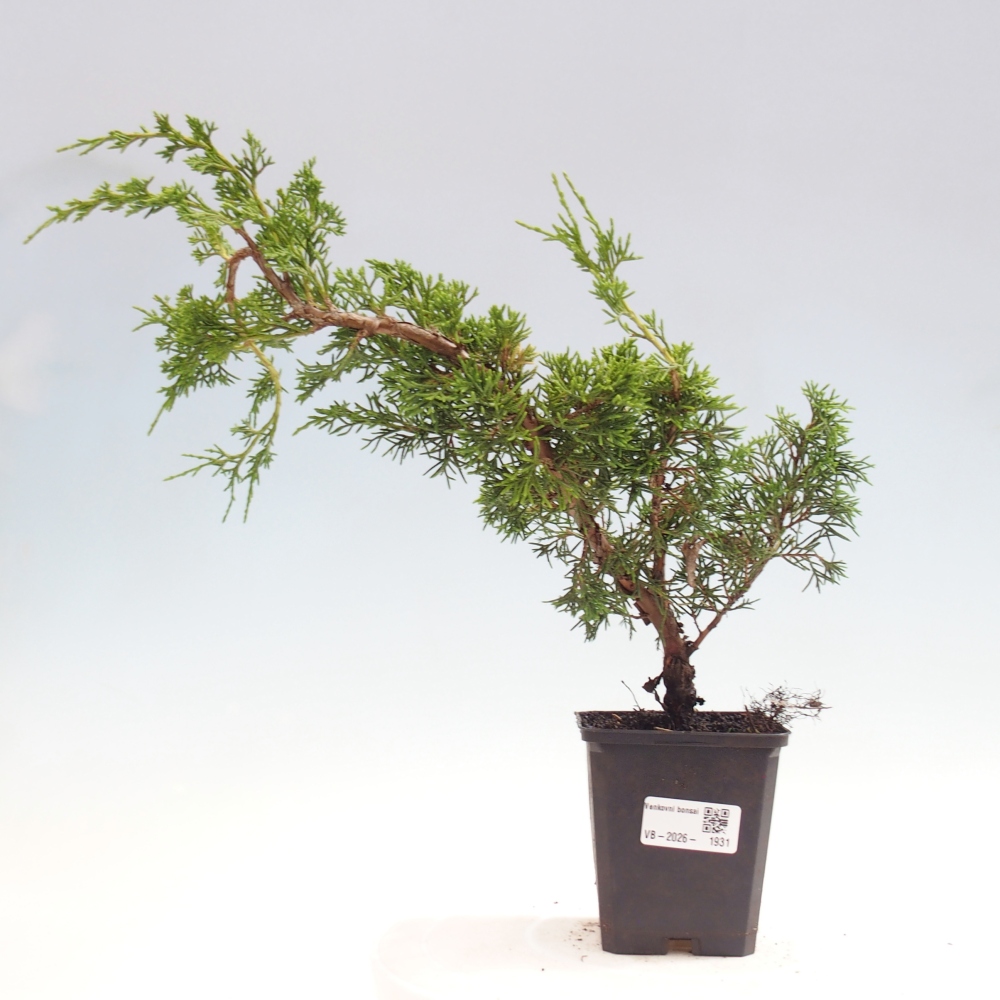 Kültéri bonsai - Juniperus chinensis Itoigawa