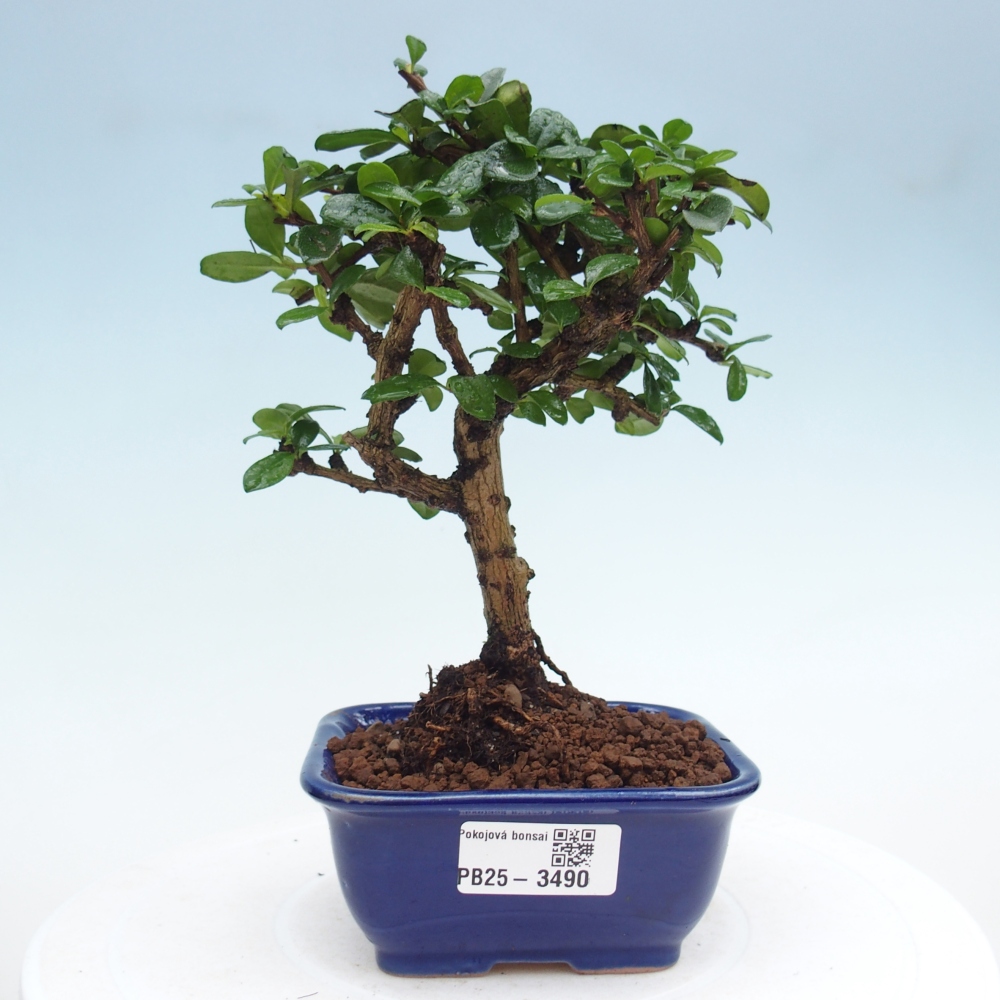 Szobai bonsai - Carmona macrophylla - Tea fuki