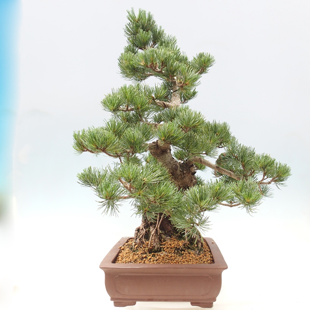 Kültéri bonsai - Pinus parviflora - Pinus parviflora