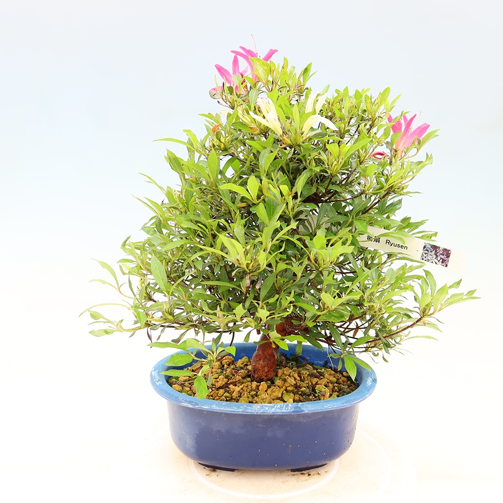Kültéri bonsai - Japán azálea - Azalea Ryusen