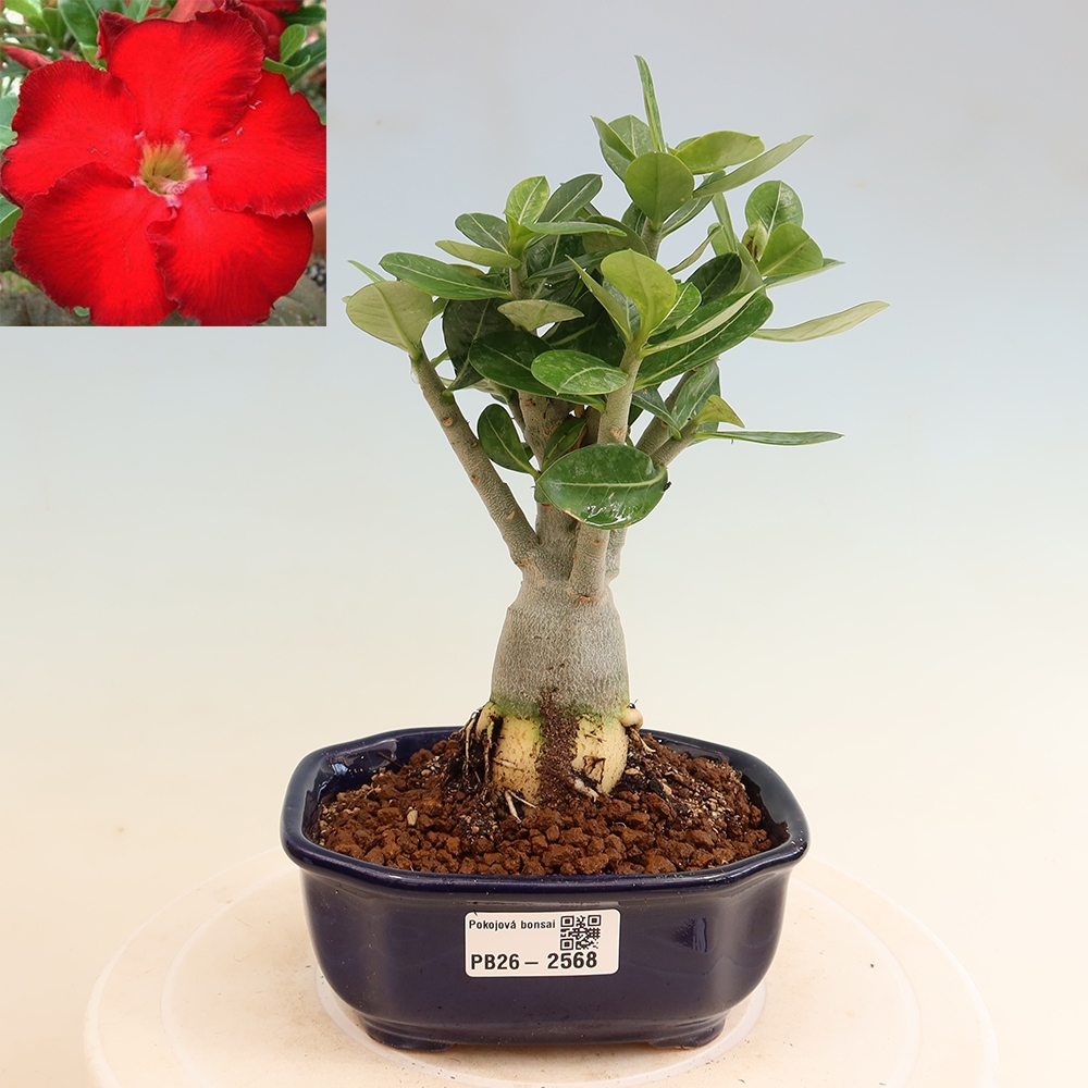 Szobabonsai – Adenium obesum Red Star – Sivatagi rózsa